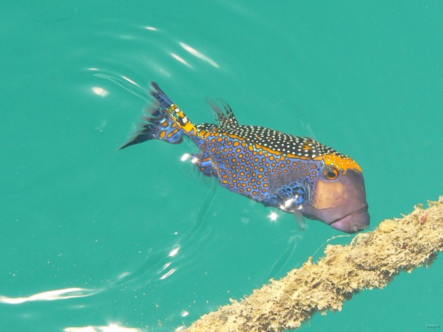 38- Poisson-coffre ponctue sur nos amarres 
